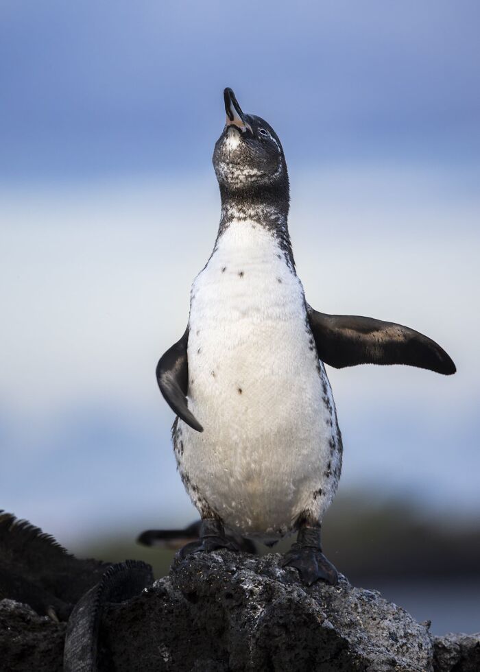 The Nature Photography Contest: 112 Stunning, Winning Photos From 2025