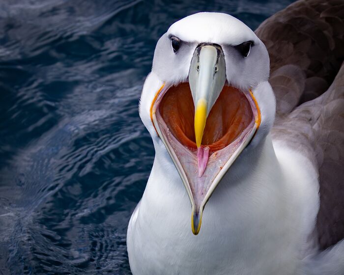 The Nature Photography Contest: 112 Stunning, Winning Photos From 2025