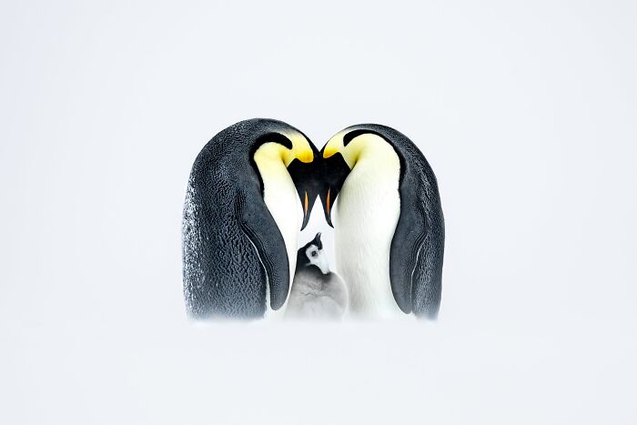 The Nature Photography Contest: 112 Stunning, Winning Photos From 2025