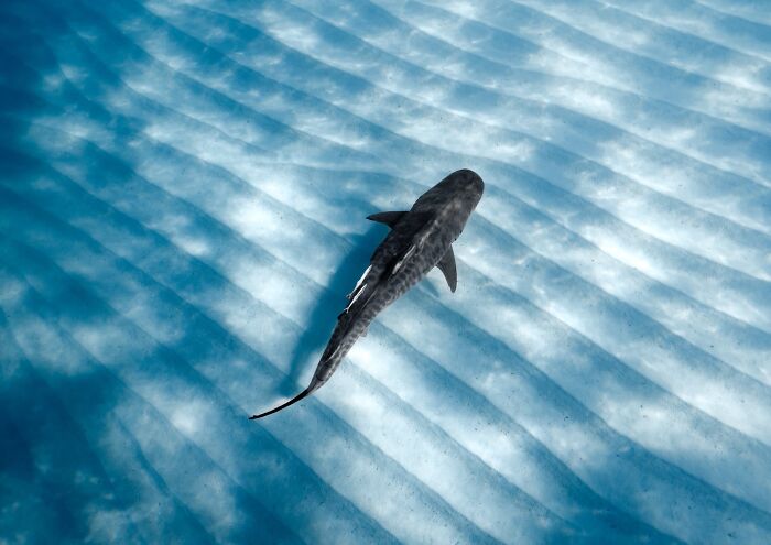 The Nature Photography Contest: 112 Stunning, Winning Photos From 2025