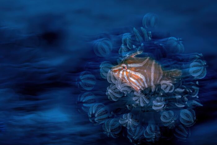 The Nature Photography Contest: 112 Stunning, Winning Photos From 2025