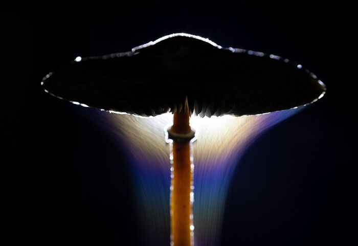 The Nature Photography Contest: 112 Stunning, Winning Photos From 2025