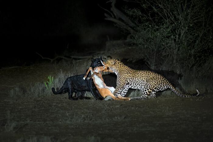 The Nature Photography Contest: 112 Stunning, Winning Photos From 2025