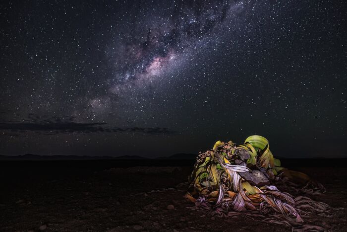 The Nature Photography Contest: 112 Stunning, Winning Photos From 2025