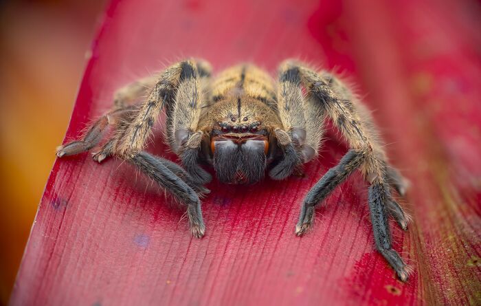 The Nature Photography Contest: 112 Stunning, Winning Photos From 2025