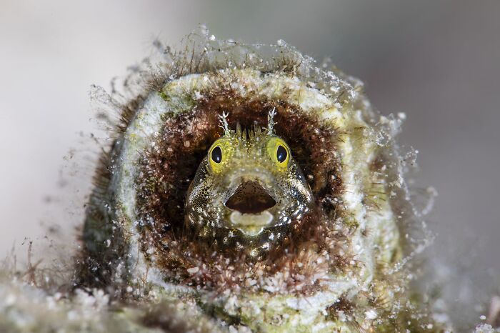 The Nature Photography Contest: 112 Stunning, Winning Photos From 2025