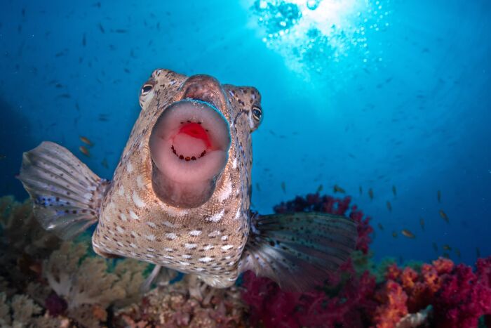 The Nature Photography Contest: 112 Stunning, Winning Photos From 2025