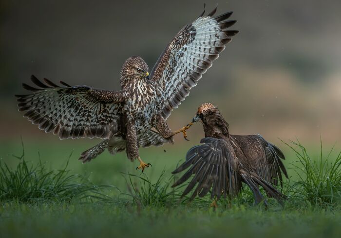 The Nature Photography Contest: 112 Stunning, Winning Photos From 2025