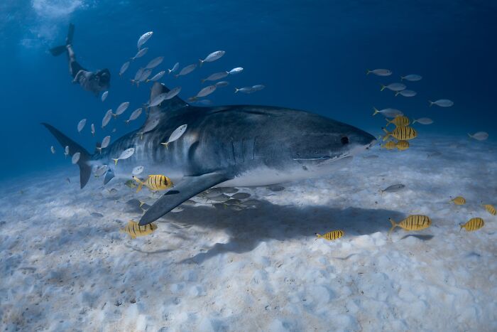 The Nature Photography Contest: 112 Stunning, Winning Photos From 2025