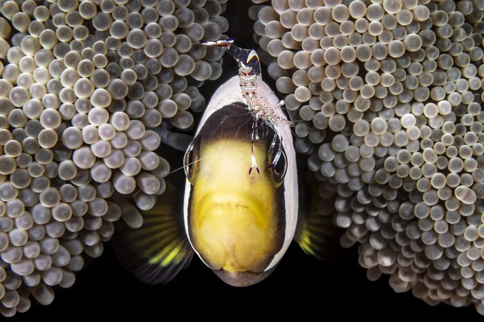 The Nature Photography Contest: 112 Stunning, Winning Photos From 2025