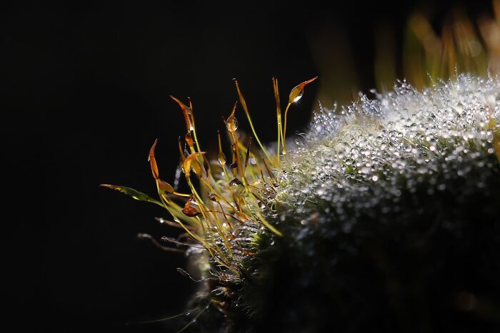 The Nature Photography Contest: 112 Stunning, Winning Photos From 2025