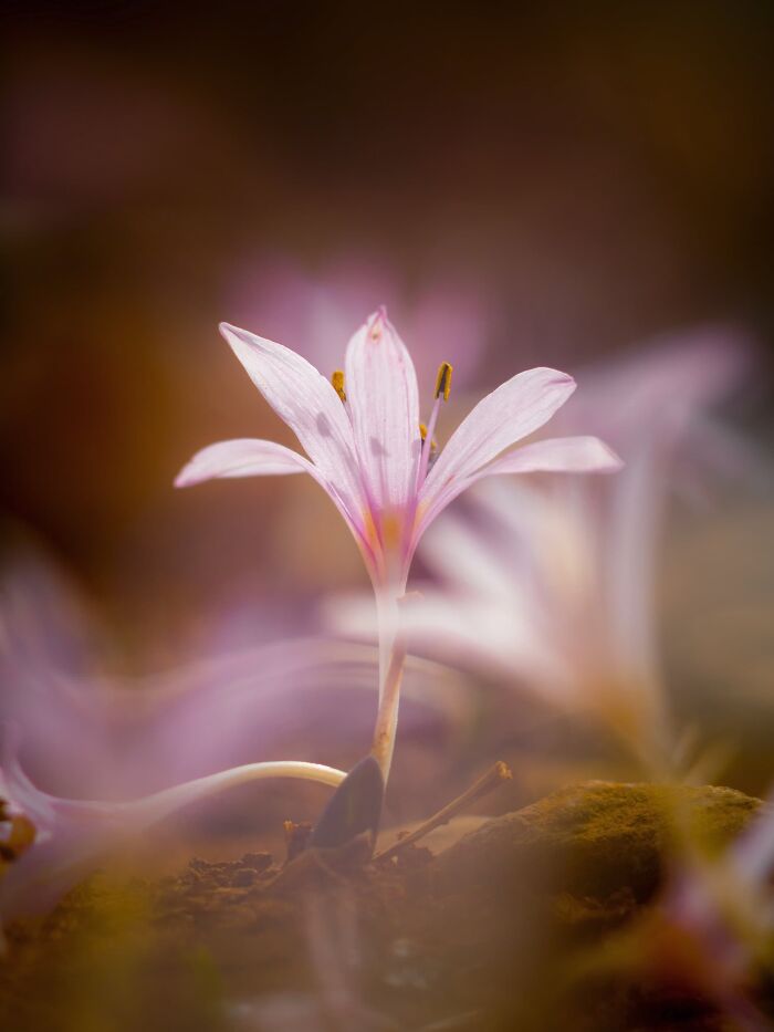 The Nature Photography Contest: 112 Stunning, Winning Photos From 2025