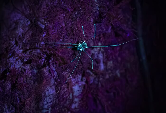 The Nature Photography Contest: 112 Stunning, Winning Photos From 2025