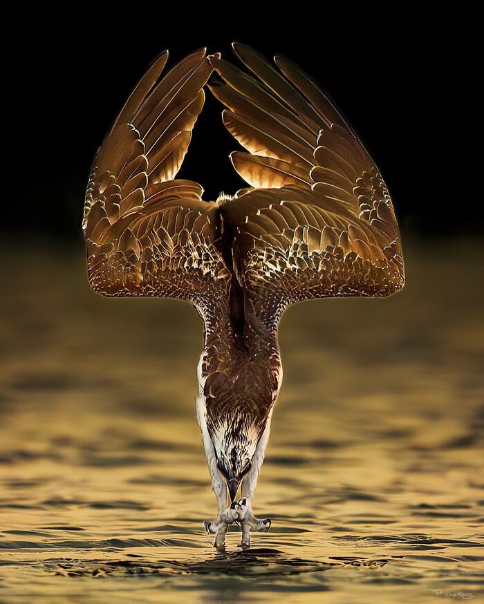 This Photographer Captured 52 Times Animals Showed Off Their Beauty And Power