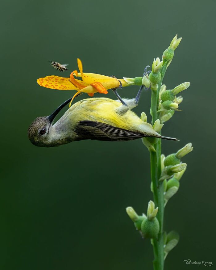 This Photographer Captured 52 Times Animals Showed Off Their Beauty And Power
