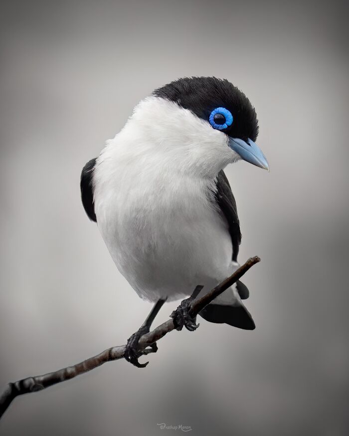 This Photographer Captured 52 Times Animals Showed Off Their Beauty And Power