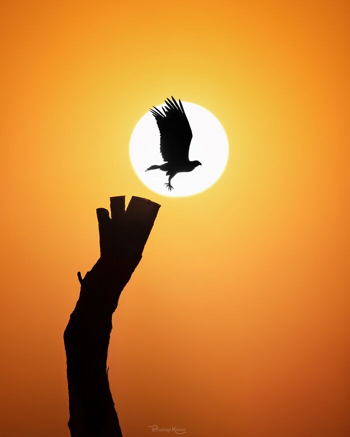 This Photographer Captured 52 Times Animals Showed Off Their Beauty And Power