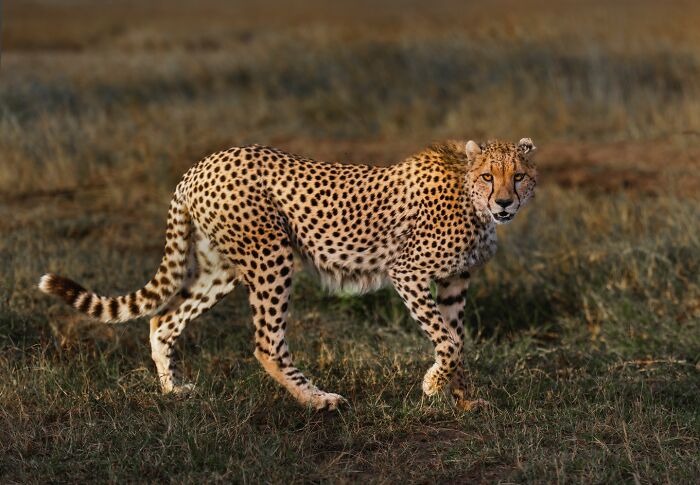 This Photographer Captured 52 Times Animals Showed Off Their Beauty And Power