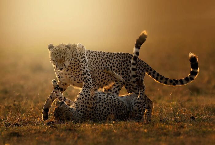 This Photographer Captured 52 Times Animals Showed Off Their Beauty And Power