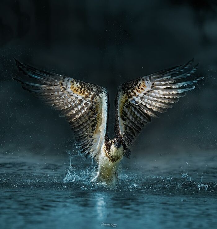 This Photographer Captured 52 Times Animals Showed Off Their Beauty And Power