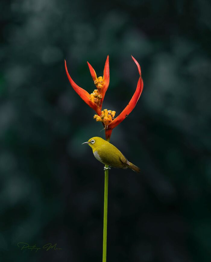 This Photographer Captured 52 Times Animals Showed Off Their Beauty And Power