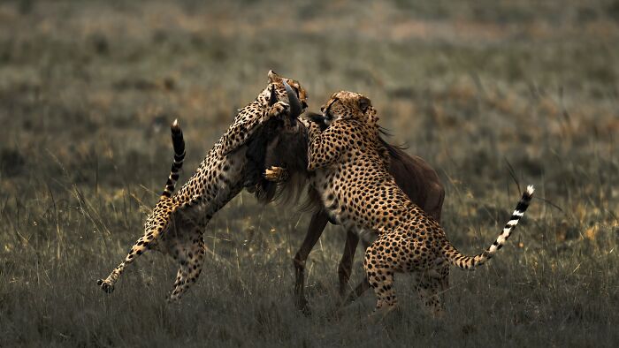 This Photographer Captured 52 Times Animals Showed Off Their Beauty And Power