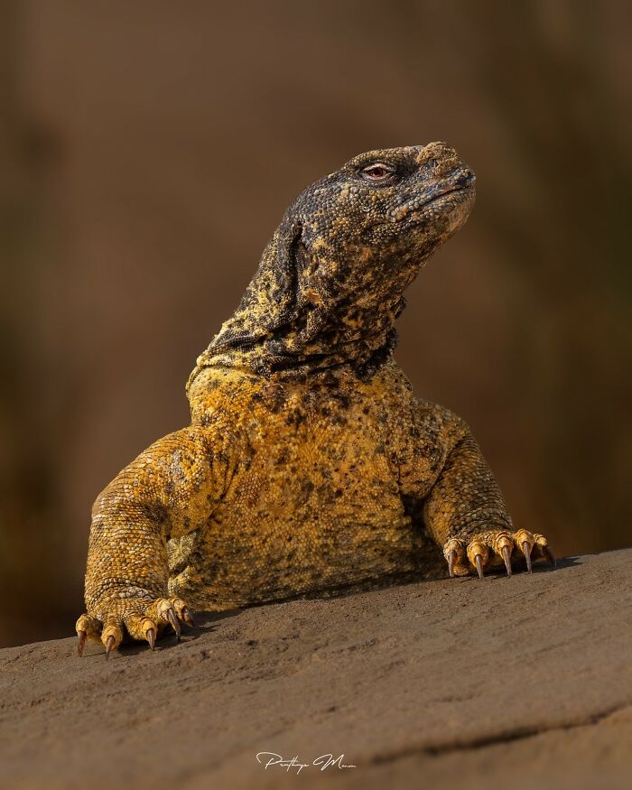 This Photographer Captured 52 Times Animals Showed Off Their Beauty And Power