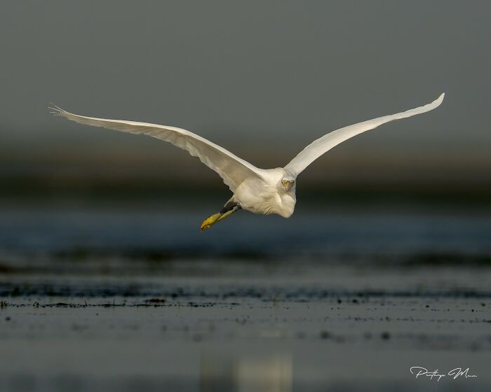 This Photographer Captured 52 Times Animals Showed Off Their Beauty And Power
