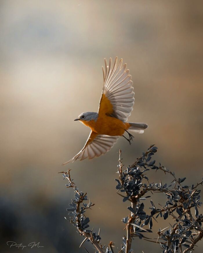 This Photographer Captured 52 Times Animals Showed Off Their Beauty And Power