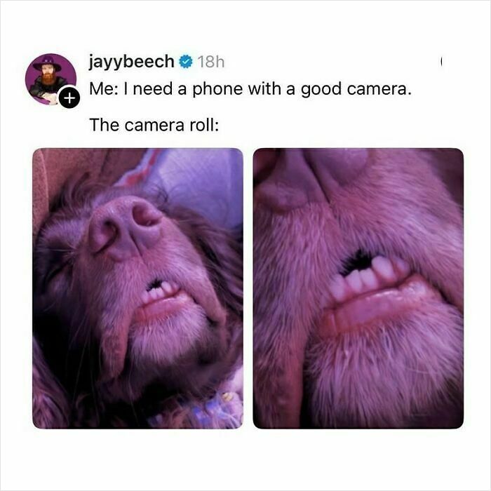 61 Hilarious Memes Featuring Cute, Funny And Mischevious Dogs 61 Hilarious Memes Featuring Cute, Funny And Mischevious Dogs