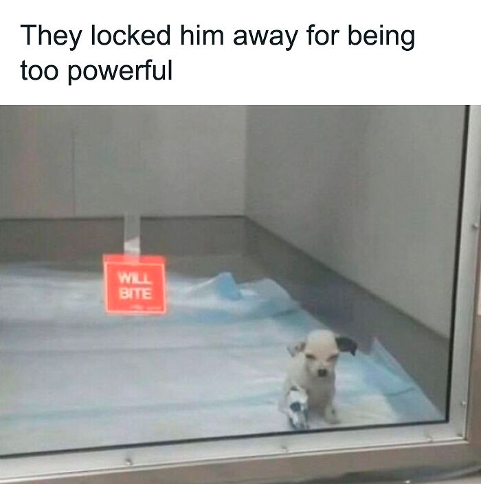 61 Hilarious Memes Featuring Cute, Funny And Mischevious Dogs 61 Hilarious Memes Featuring Cute, Funny And Mischevious Dogs