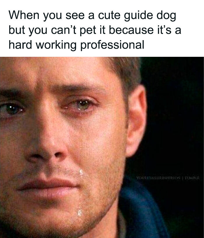 61 Hilarious Memes Featuring Cute, Funny And Mischevious Dogs 61 Hilarious Memes Featuring Cute, Funny And Mischevious Dogs