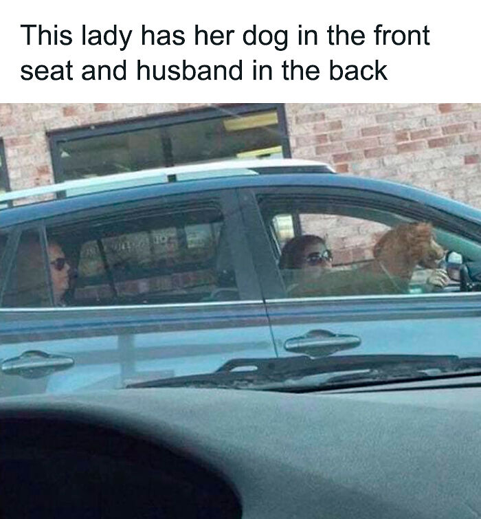 61 Hilarious Memes Featuring Cute, Funny And Mischevious Dogs 61 Hilarious Memes Featuring Cute, Funny And Mischevious Dogs