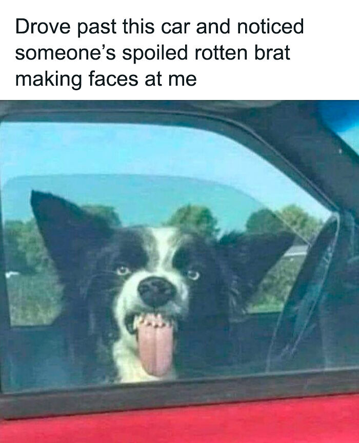 61 Hilarious Memes Featuring Cute, Funny And Mischevious Dogs 61 Hilarious Memes Featuring Cute, Funny And Mischevious Dogs