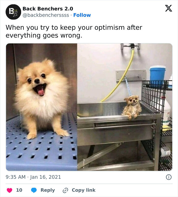 61 Hilarious Memes Featuring Cute, Funny And Mischevious Dogs 61 Hilarious Memes Featuring Cute, Funny And Mischevious Dogs