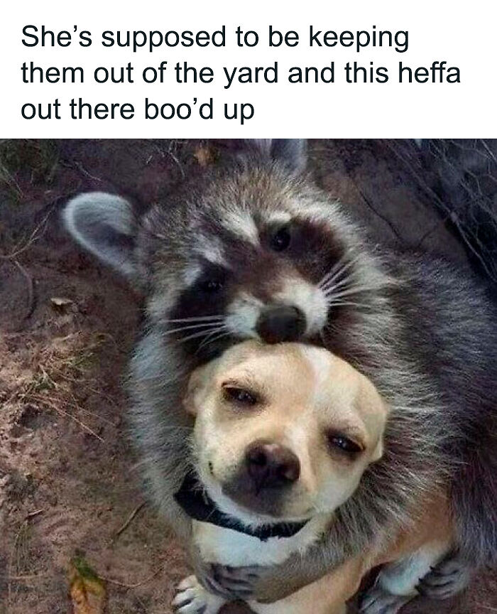 61 Hilarious Memes Featuring Cute, Funny And Mischevious Dogs 61 Hilarious Memes Featuring Cute, Funny And Mischevious Dogs