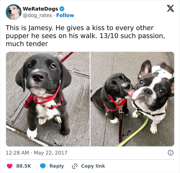 61 Hilarious Memes Featuring Cute, Funny And Mischevious Dogs 61 Hilarious Memes Featuring Cute, Funny And Mischevious Dogs