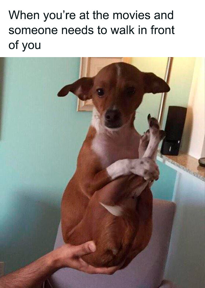 61 Hilarious Memes Featuring Cute, Funny And Mischevious Dogs 61 Hilarious Memes Featuring Cute, Funny And Mischevious Dogs