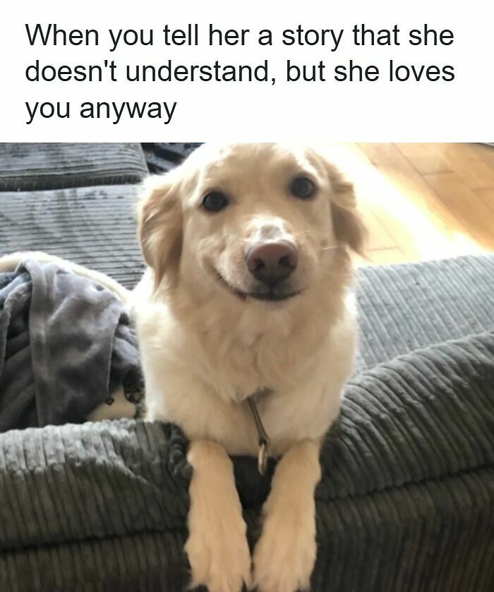 61 Hilarious Memes Featuring Cute, Funny And Mischevious Dogs 61 Hilarious Memes Featuring Cute, Funny And Mischevious Dogs