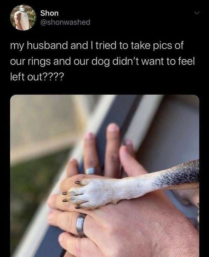 61 Hilarious Memes Featuring Cute, Funny And Mischevious Dogs 61 Hilarious Memes Featuring Cute, Funny And Mischevious Dogs