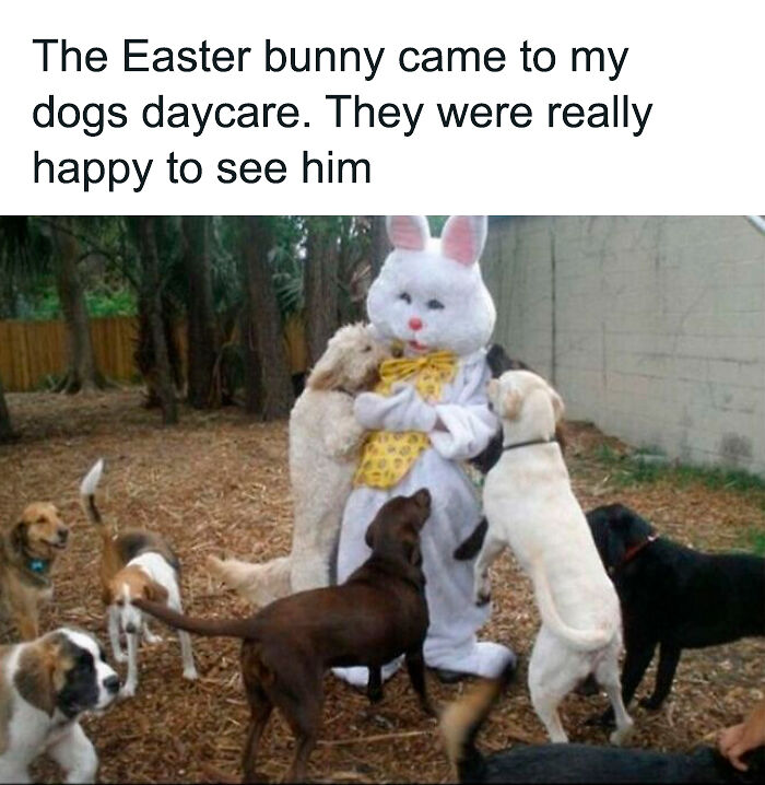 61 Hilarious Memes Featuring Cute, Funny And Mischevious Dogs 61 Hilarious Memes Featuring Cute, Funny And Mischevious Dogs