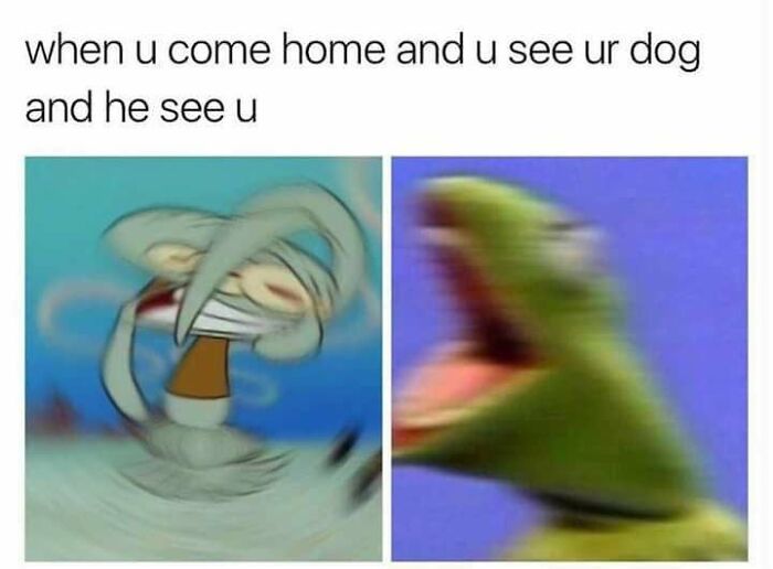 61 Hilarious Memes Featuring Cute, Funny And Mischevious Dogs 61 Hilarious Memes Featuring Cute, Funny And Mischevious Dogs