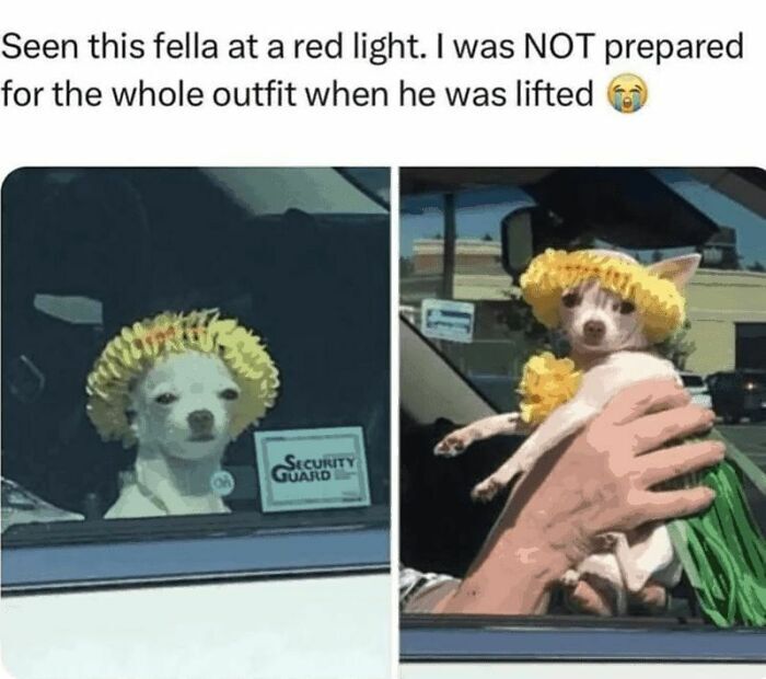 61 Hilarious Memes Featuring Cute, Funny And Mischevious Dogs 61 Hilarious Memes Featuring Cute, Funny And Mischevious Dogs