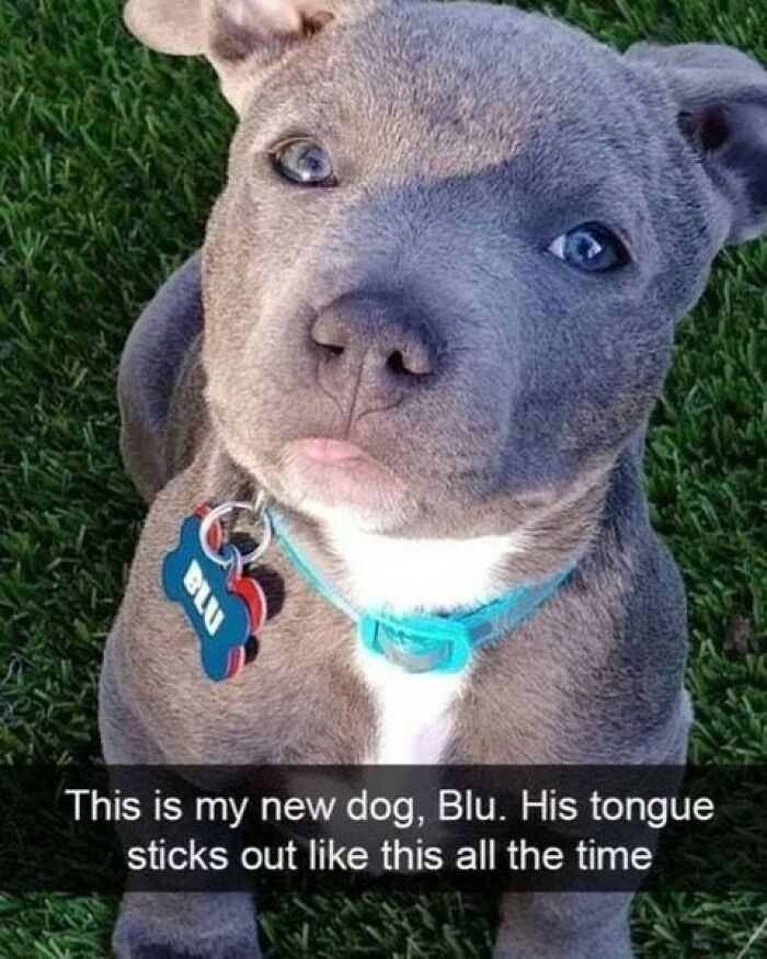 61 Hilarious Memes Featuring Cute, Funny And Mischevious Dogs 61 Hilarious Memes Featuring Cute, Funny And Mischevious Dogs