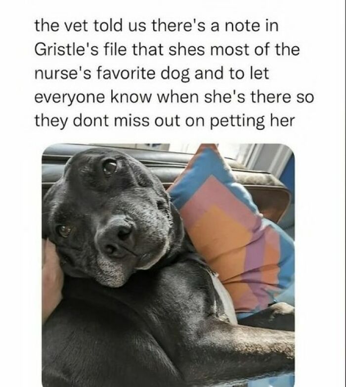 61 Hilarious Memes Featuring Cute, Funny And Mischevious Dogs 61 Hilarious Memes Featuring Cute, Funny And Mischevious Dogs