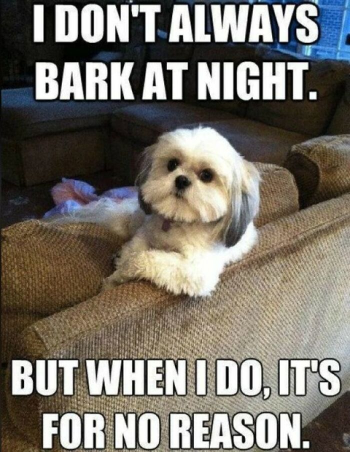 61 Hilarious Memes Featuring Cute, Funny And Mischevious Dogs 61 Hilarious Memes Featuring Cute, Funny And Mischevious Dogs