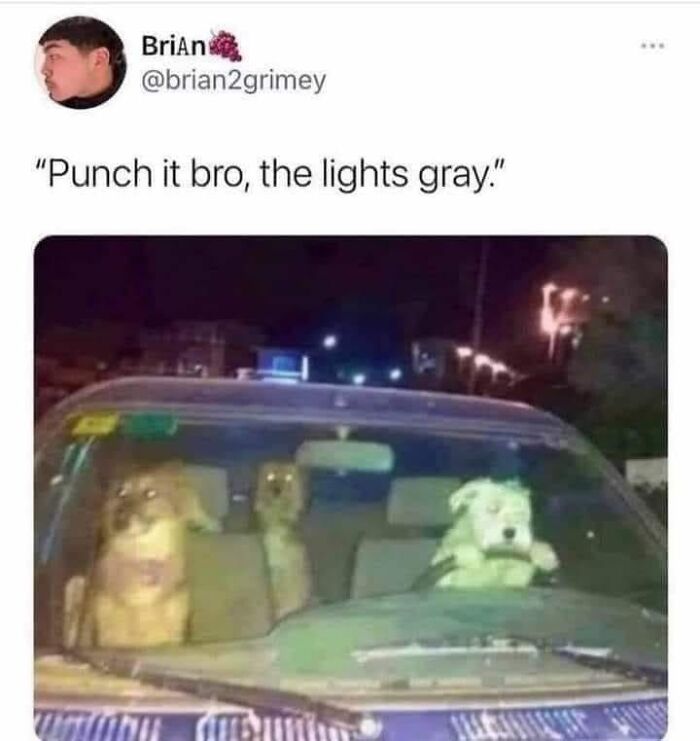 61 Hilarious Memes Featuring Cute, Funny And Mischevious Dogs 61 Hilarious Memes Featuring Cute, Funny And Mischevious Dogs