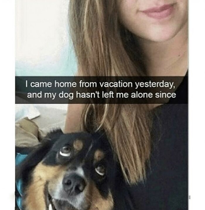61 Hilarious Memes Featuring Cute, Funny And Mischevious Dogs 61 Hilarious Memes Featuring Cute, Funny And Mischevious Dogs