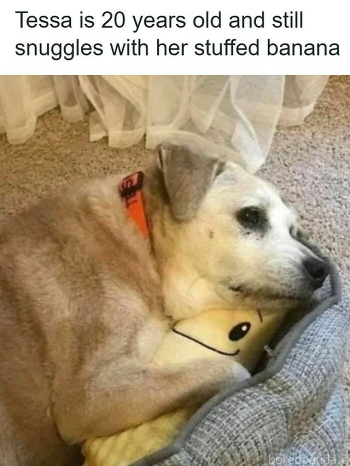 61 Hilarious Memes Featuring Cute, Funny And Mischevious Dogs 61 Hilarious Memes Featuring Cute, Funny And Mischevious Dogs