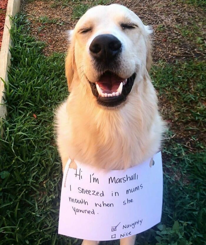 95 Times Pets Were Shamed For Their Hilariously ‘Horrible Crimes’ 95 Times Pets Were Shamed For Their Hilariously ‘Horrible Crimes’